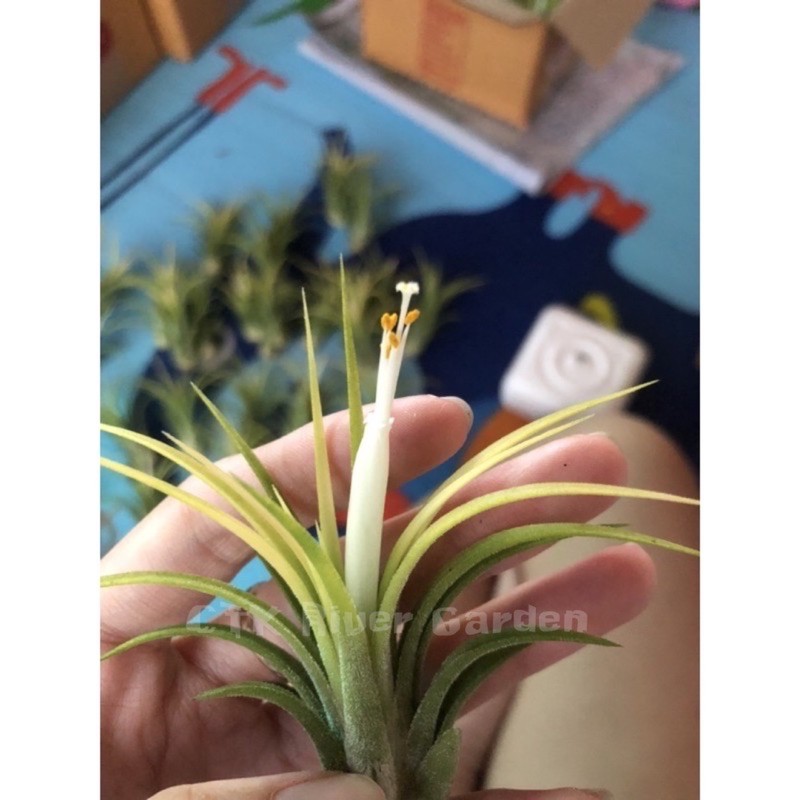 ionantha-druid-ดรูอิท-เซตละ-5-ต้น