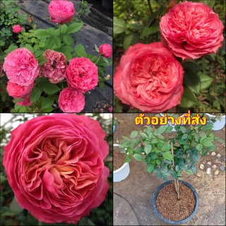 (1ต้น) ดอก ต้น กุหลาบ ตัดดอก With Heart And Soul rose วิทฮาร์ท แอนด์ โซล buncha