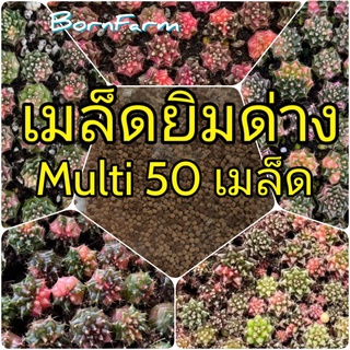 [ยิมด่างMULTI50] เมล็ดยิมโนด่าง รวมสีสันหลากหลาย 50เมล็ด มัลติคัลเลอร์ from ฺBornFarm