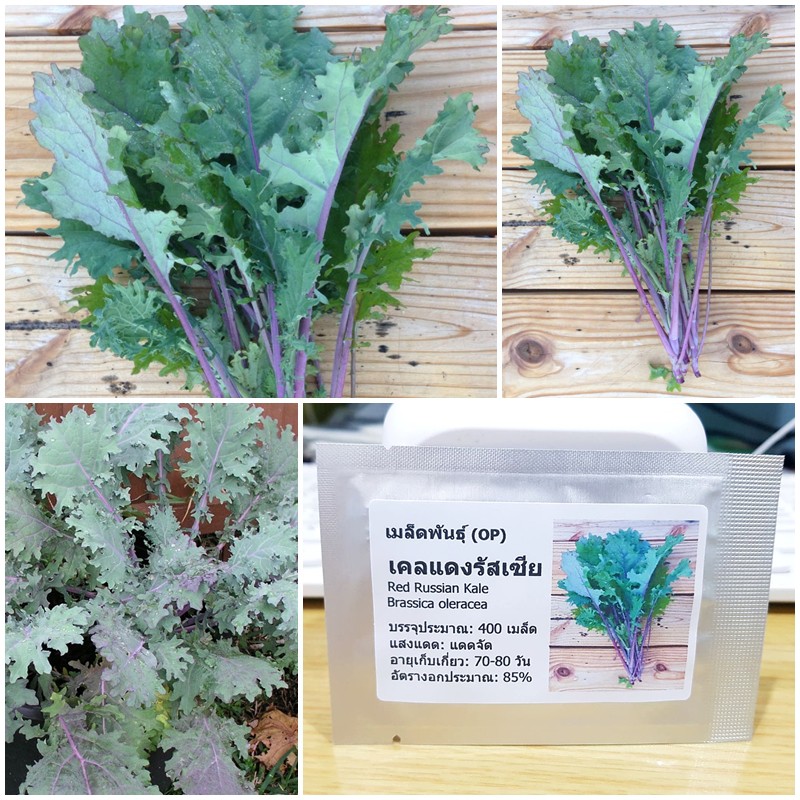 รูปภาพสินค้าแรกของเมล็ดพันธุ์ เคลแดงรัสเซีย (Red Russian Kale Seed) บรรจุ 400 เมล็ด คุณภาพดี ราคาถูก 100%