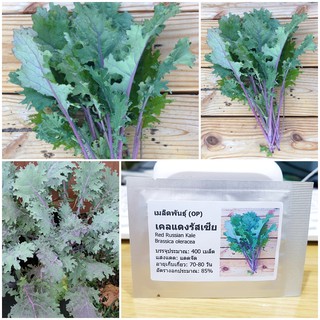 สินค้า เมล็ดพันธุ์ เคลแดงรัสเซีย (Red Russian Kale Seed) บรรจุ 400 เมล็ด คุณภาพดี ราคาถูก ของแท้ 100%