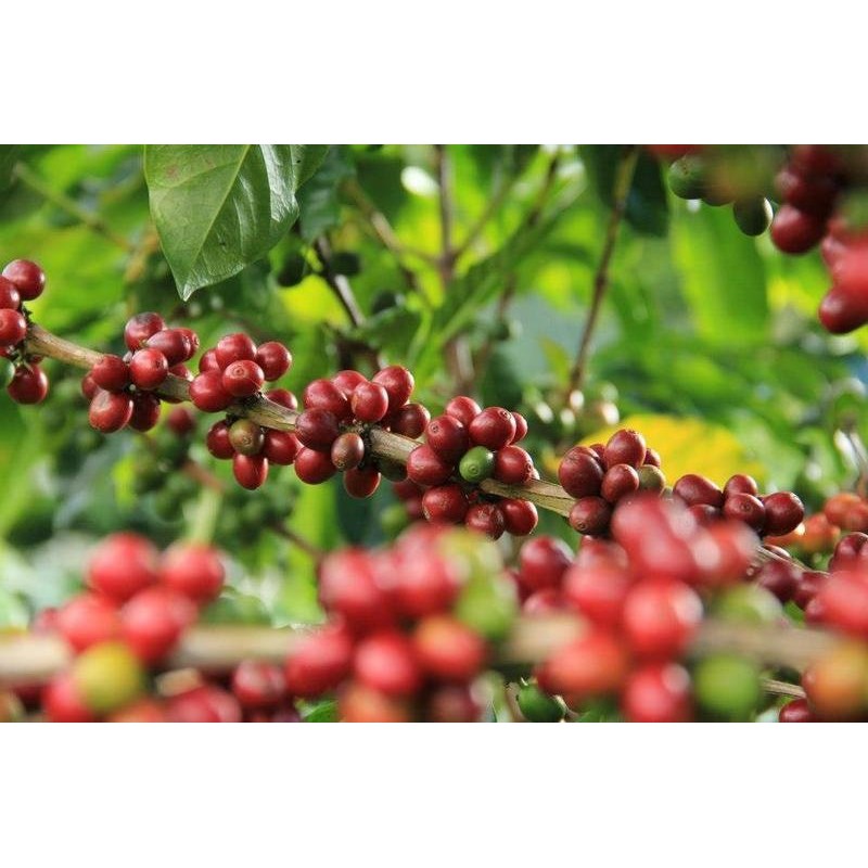 กาแฟดอยช้าง-doi-chaang-premium-espresso-arabica-coffee-กาแฟเกรด-a-คั่วเข้ม-กลิ่นหอม-ปริมาณ-500-ml-จำนวน-2-ถุง