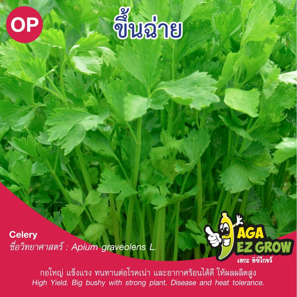 เมล็ดพันธุ์-ขึ้นฉ่าย-บรรจุ-2-กรัม-โปรโมชั่น-ซื้อ10ซอง-แถมฟรี-1ซอง