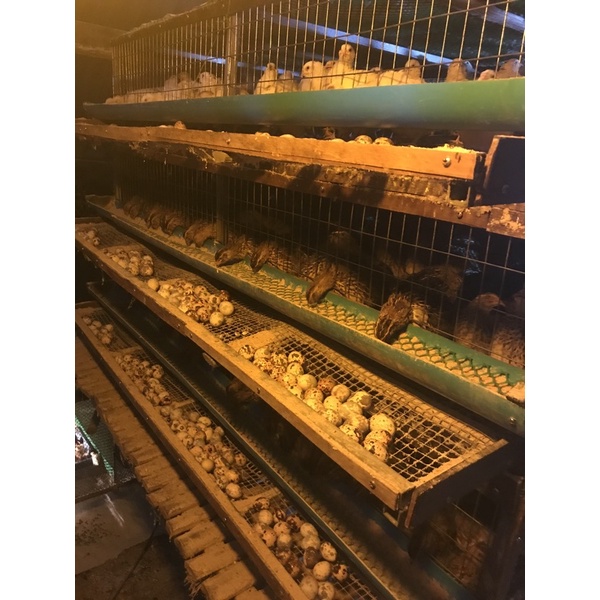 ภาพหน้าปกสินค้าไข่เชื้อนกกระทาสายพันธุ์ญี่ปุ่น สำหรับฟักกับเครื่องฟักไข่ คัดสดใหม่ ส่งจากฟาร์มนครศรีฯ จากร้าน nutthanai_shop บน Shopee
