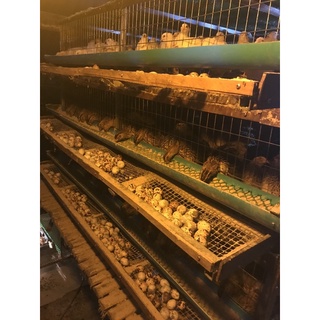 ภาพขนาดย่อของภาพหน้าปกสินค้าไข่เชื้อนกกระทาสายพันธุ์ญี่ปุ่น สำหรับฟักกับเครื่องฟักไข่ คัดสดใหม่ ส่งจากฟาร์มนครศรีฯ จากร้าน nutthanai_shop บน Shopee