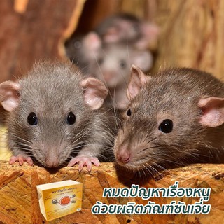 ภาพขนาดย่อของภาพหน้าปกสินค้าซันเจี่ยเหยื่อกำจัดหนู จากร้าน shanjiathailand บน Shopee