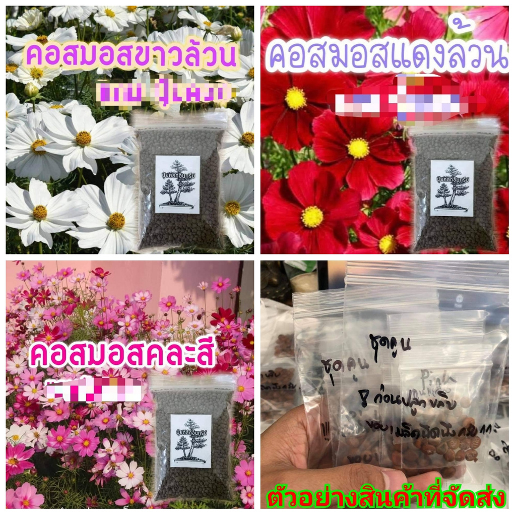 ขาย-เมล็ด-ต้น-ดอก-เมล็ด-คอสมอส-cosmos-สีแดง-สีขาว-คละสี-เมล็ดคอสมอส