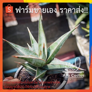 สวนขายเอง! ลิ้นมังกรพิงกุย Sansevieria pinguicula ไซส์กระถาง 4 นิ้ว ต้นไม้ประดับ อวบน้ำ ไม้ฟอกอากาศ