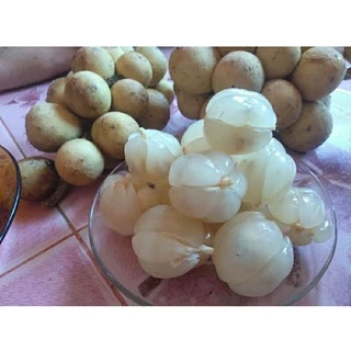 ต้นลองกองตันหยงมัสแท้ จากซีโป เสียบยอด นราธิวาสเมืองแห่งลองกองหอมหวาน photo