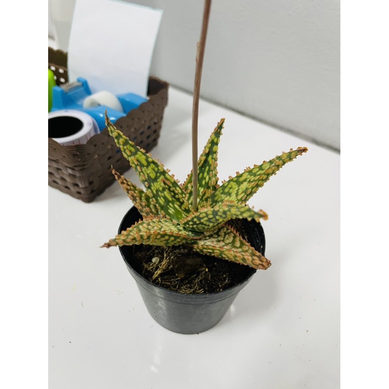 อโลเวร่า-aloe-vera