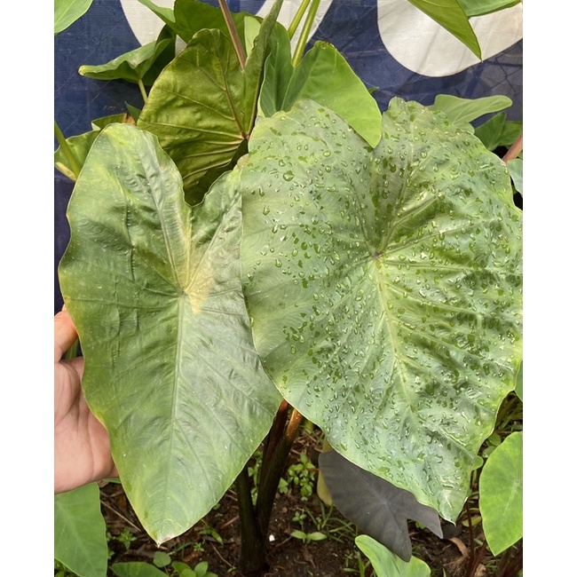 colocasia-hilo-bay-โคโลคาเซีย-ฮิโลเบย์