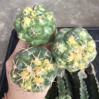 [ถูกสุด] Cactus ช้างด่าง กราฟ ขนาด 4-6 ซม กระบองเพชร แคคตัส