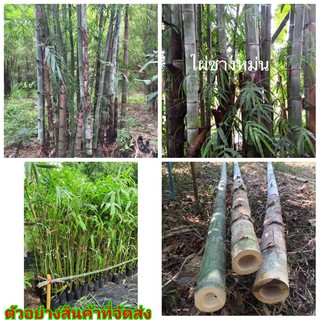 (1ต้น) (ขาย ต้นพันธุ์) ต้น ไผ่ซางหม่น ไผ่ไทยน่าปลูก ไผ่ ต้นไผ่ บ้านสวนเก็บตะวัน