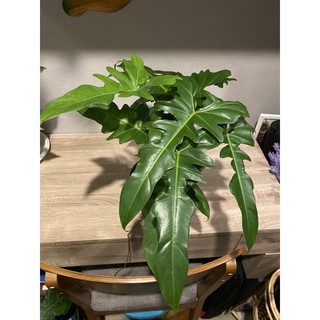 philodendron Golden dragon