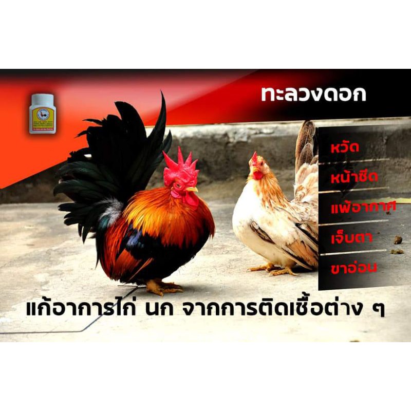 แบบซอง-ทะลวงดอก-สำหรับ-สัตว์ปีก-นก-ไก่ชน-ไก่แจ้