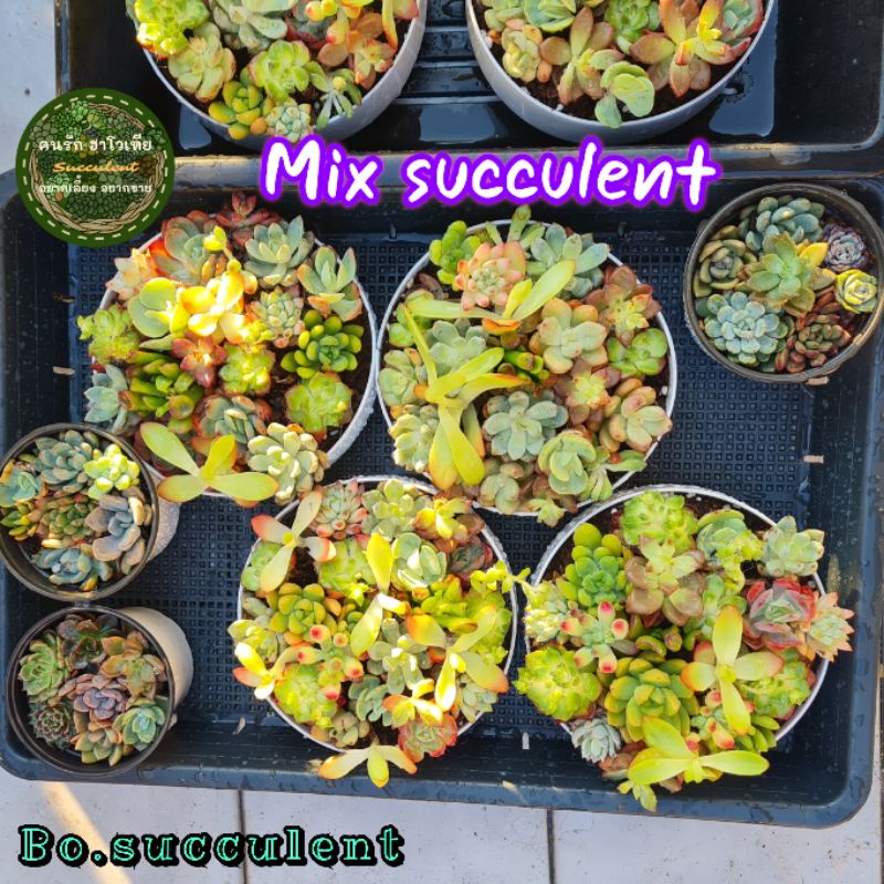 mix-succulent-ไม้รวมอวบน้ำ-ไม้อวบน้ำ-ไม้รวม