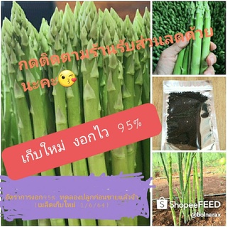 เมล็ดพันธุ์หน่อไม้ฝรั่ง600เมล็ดAsparagusเพิ่มปริมาณไม่เพิ่มราคา