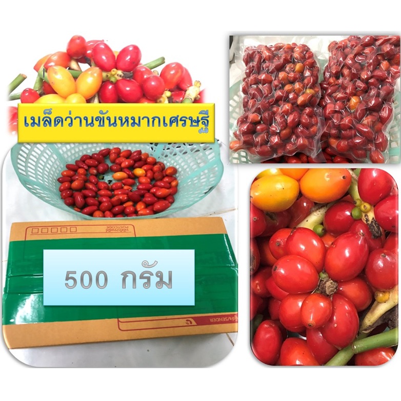 เมล็ดว่านขันหมากเศรษฐี-500กรัม-เมล็ดสดเมล็ดขันหมากชนิดนี้เป็นแบบใบใหญ่นะคะแต่สรรพคุณไม่ต่างกันค่ะ