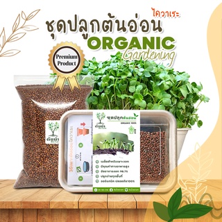 ชุดปลูกต้นอ่อนไควาเระ ชุดปลูกผักปลอดสาร ชุดพร้อมปลูกต้นอ่อน ชุดปลูกพร้อมเมล็ดพันธุ์ผัก ชุดปลูกผัก organic 100%🌱