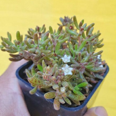 ภาพสินค้าต้นไม้อวบน้ำ กุหลาบหิน คราสซูล่าฮัมเบอร์ติอาย Crassula Humbertii succulents cactus จากร้าน peesupee บน Shopee ภาพที่ 2