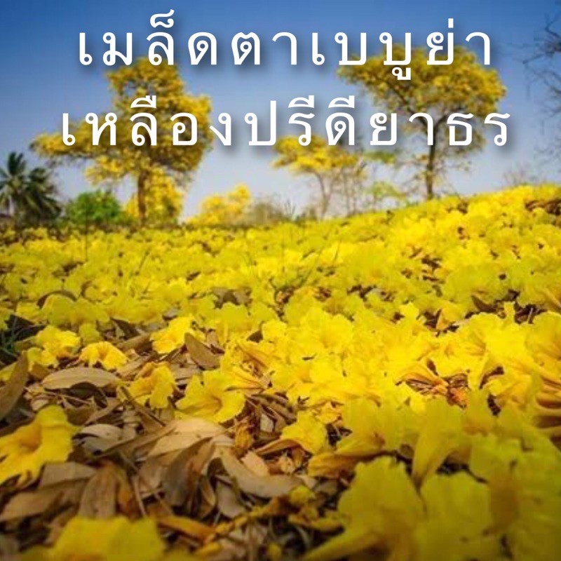 เมล็ดตาเบบูย่า-หรือ-เหลืองปรีดียาธร-10-เมล็ด