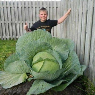 เมล็ดพันธุ์ กะหล่ำปลียักษ์ (Giant Russian Cabbage Seed) บรรจุมล็ด คุณภาพดี ราคาถูก50 เมล็ด (ไม่ใช่พืชที่มีชีวิต)