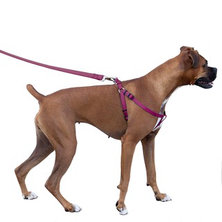 PET HARNESS สายรัดตัวสุนัขแมว &amp; สายจูง สายรัดตัวสุนัข ขนาด 2.0cmสายจูงสุนัข เชือก เชือกรัด T0622