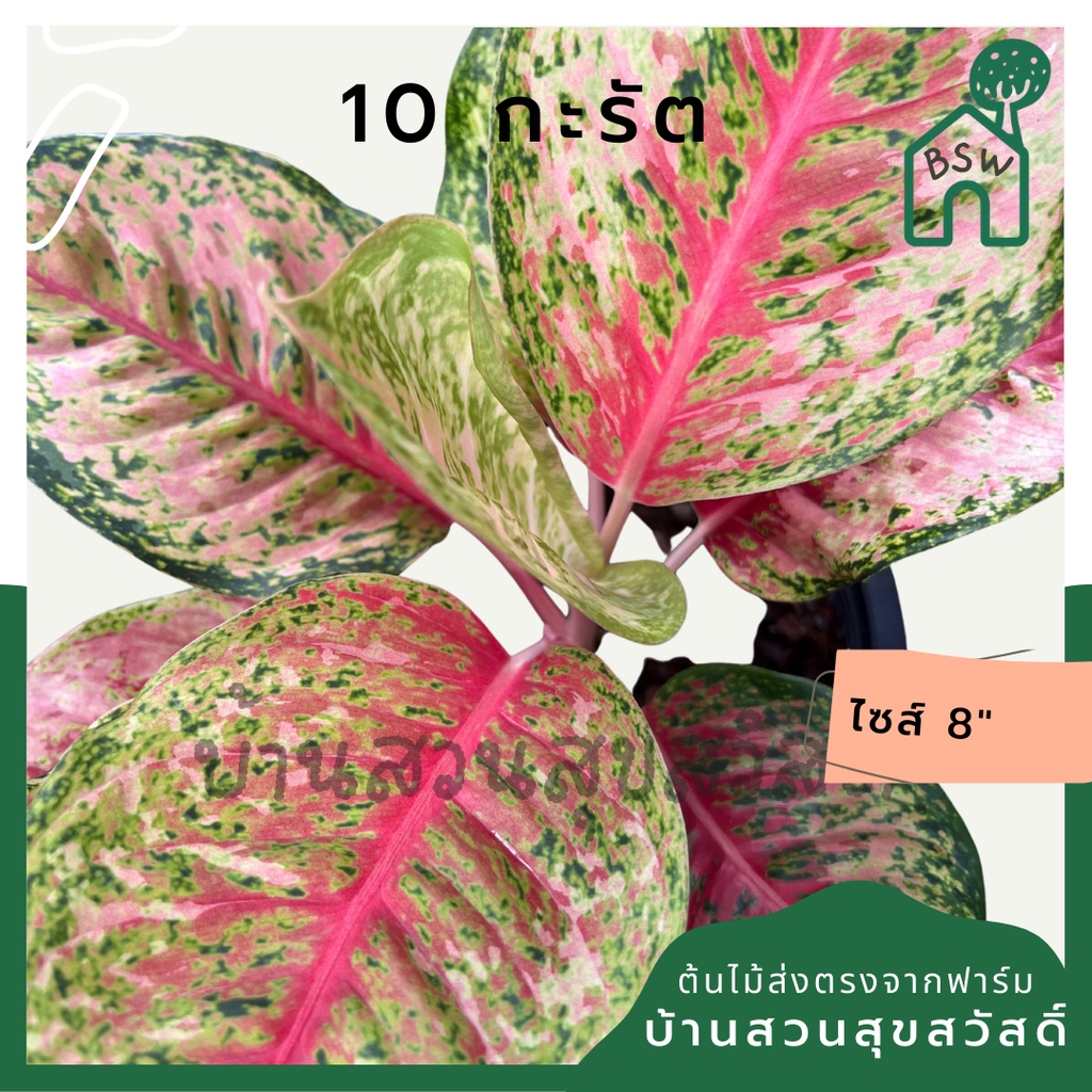 10-กะรัต-กระถาง-8-นิ้ว-อโกลนีมา-ด่างแบบโดดเด่น-aglaonema-ไม้แรร์