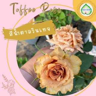 Flower Garden F559 กุหลาบ Toffee ทอฟฟี่ ดอกสีน้ำตาล กุหลาบตัดดอก ดอกสวย