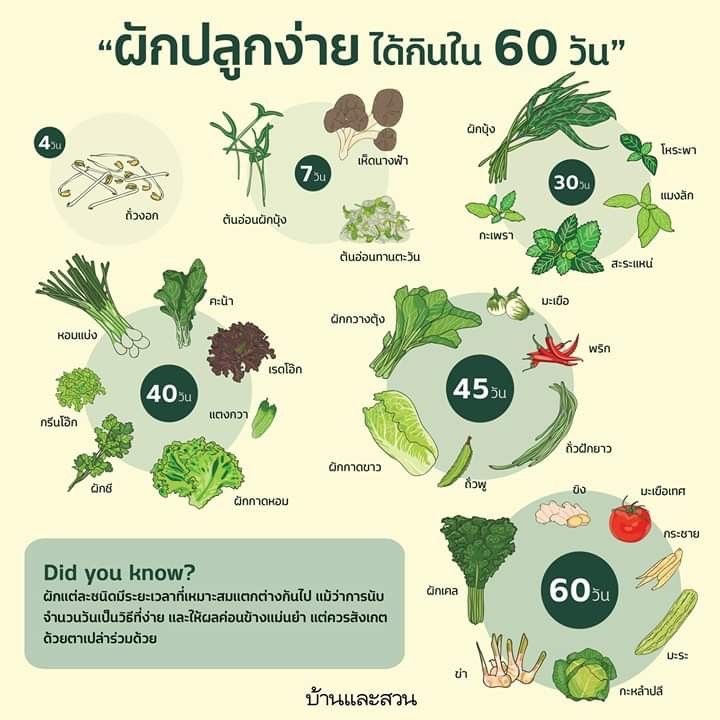 เมล็ดพันธุ์แครอทแฟนซี-50เมล็ด-อัตราการงอก95-ปลูกง่าย-โตไว-แถมฟรี-เมล็ดผักทุกออเดอร์