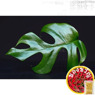 Real Plant Monstera Raphidophora Tetrasperma上衣/母婴/芹菜/苹果/向日葵/生菜/男装/鲜花/种子/木瓜/ 2YCG