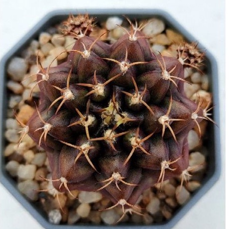 cake-cactus-farm-กระบองเพชร-gymnocalycium-mihanovichii-brown-sugar-ยิมโนสีน้ำตาลทองแดง-บราวซูก้า