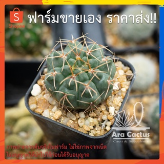 สวนขายเอง! ยิมโนออกโช Gymnocalycium ochoeterenae ไซส์กระถาง 2 นิ้ว แคคตัส กระบองเพชร ต้นไม้ประดับ อวบน้ำ  แคนตัส