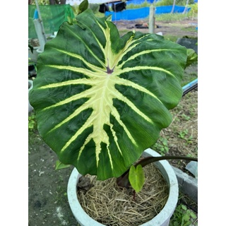 โคโลคาเซีย ไวท์ลาวา (Colocasia white lava)