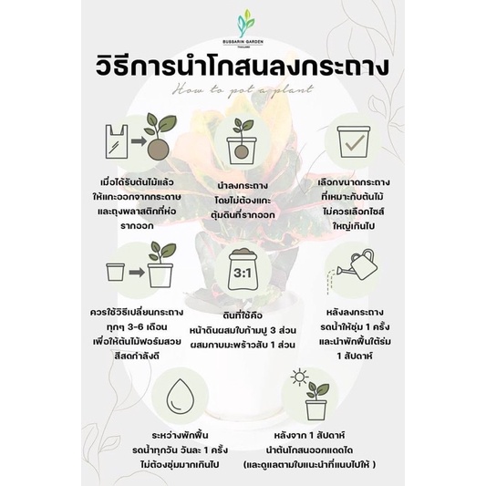 ต้นโกสนพันธุ์-ออมทอง-ไซส์เล็ก-กระถาง-5-สูง-15-20-เซนติเมตร-ซื้อ-10-แถม-1-จัดส่งแบบถอดกระถาง-รับประกันสินค้า