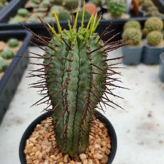 Cake Cactus Farm กระบองเพชร ไม้อวบน้ำ Euphorbia horrida ยูโฟเบีย ฮอริด้า ผิวเคลือบแว็กซ์ขาวๆ