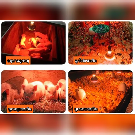 ภาพสินค้าโคมไฟกกลูกไก่ โคมไฟสำหรับสัตว์เล็ก จากร้าน nipple_chicken บน Shopee ภาพที่ 1
