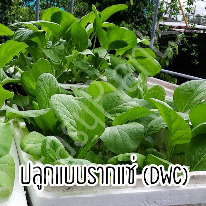 ปุ๋ยน้ำ-ab-ไฮโดรโปนิกส์-ขนาด-1-ลิตร-ปุ๋ยab-ปุ๋ยไฮโดร-ปุ๋ยบำรุงราก-ปุ๋ยผักสลัด-ปุ๋ยปลูกผักสลัด