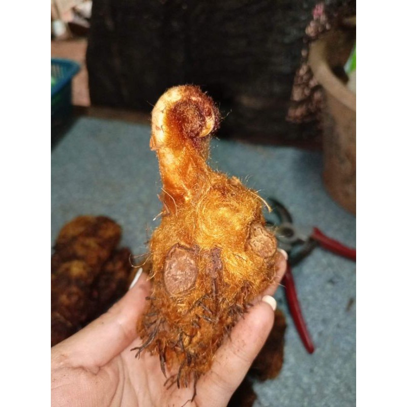 ว่านลูกไก่สีทองนำโชค-ตัวเล็ก