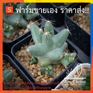 สวนขายเอง! ช้างนิ่ม Coryphantha macromeris v. runyonii ไซส์กระถาง 2 นิ้ว แคคตัส กระบองเพชร ต้นไม้ประดับ อวบน้ำ แคน