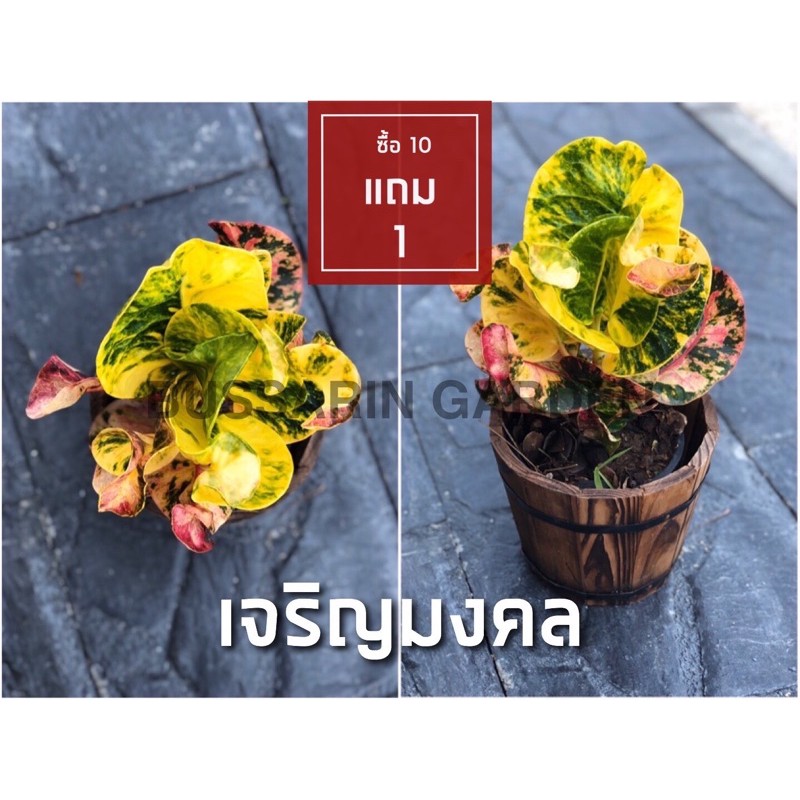 ต้นโกสนพันธุ์-เจริญมงคล-ไซส์เล็ก-กระถาง-5-สูง-15-20-เซนติเมตร-ซื้อ-10-แถม-1-จัดส่งแบบถอดกระถาง-รับประกันสินค้า