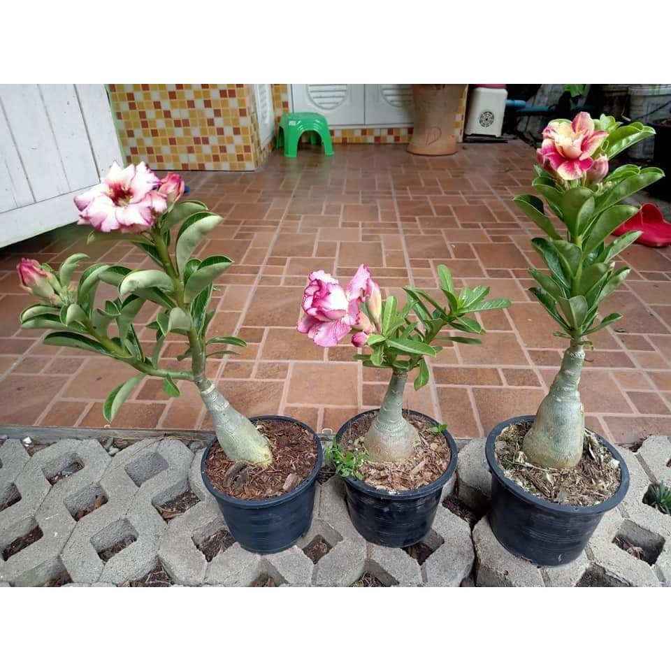 ขาย-ต้นพันธุ์-มีสีให้เลือก-ดอก-ต้น-ชวนชม-กุหลาบทะเลทราย-desert-rose-adenium-fadel