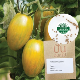 เมล็ดพันธุ์ มะเขือเทศเชอรี่ ลายเสือสีเขียว Green Tiger Tomato (Organic Seed) ทรงรี50 เมล็ด (ไม่ใช่พืชที่มีชีวิต)