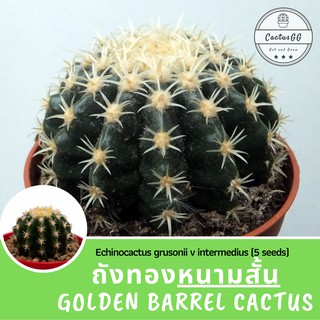 ถังทองหนามสั้น Echinocactus grusonii v intermedius (5 seeds)