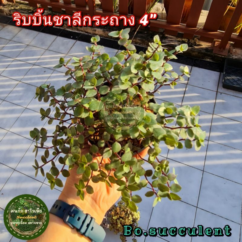 ต้นไม้-ริบบิ้นชาลี-กระถาง-4นิ้ว-ริบบิ้นชาลีสีชมพู-ริบบิ้นชาลีสีทอง-ริบบิ้นชาลีสีเขียว