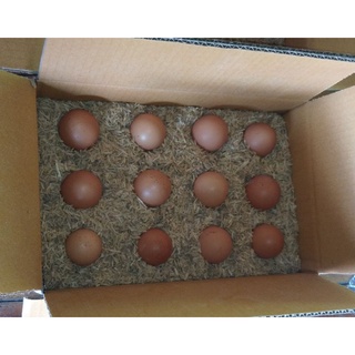 ภาพหน้าปกสินค้าไข่เชื้อไก่ไข่ไฮบริด ที่เกี่ยวข้อง