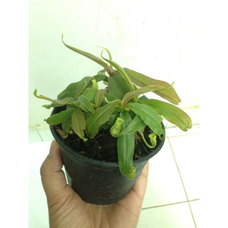 หม้อข้าวหม้อแกงลิง-n-rafflesiana-และ-n-milabilis-พืชกินแมลง-plants