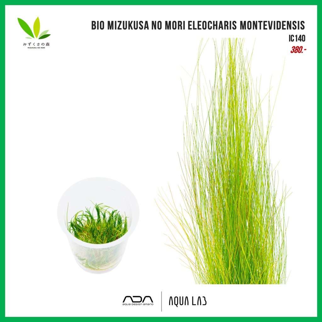 bio-mizukusa-no-mori-eleocharis-montevidensis-แฮร์กลาสยาว-ไม้น้ำ-aquatic-plant-ic140