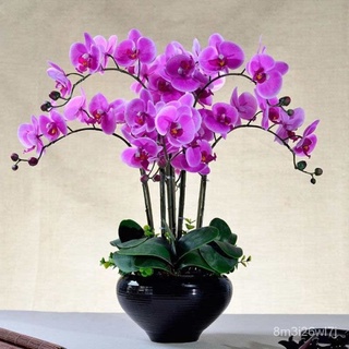 （เมล็ดพันธุ์ ถูก คละ）จุดประเทศไทย เมล็ดดอกไม้สวย 50pcs Mixed Packed Phalaenopsis Orchid Seeds Flower Seeds Balcony Decor