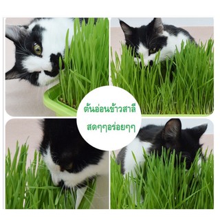 ราคา#P158หญ้าแมวแบบกล่อง ครบชุดพร้อมปลูก ต้นอ่อนข้าวสาลี ปลอดสารเคมี นำเข้าสดใหม่